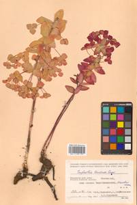 Euphorbia lucorum Rupr., Siberia, Russian Far East (S6) (Russia)