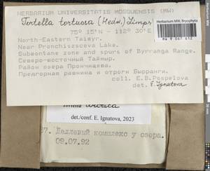 Tortella arctica (Arnell) Crundw. & Nyholm, Bryophytes, Bryophytes - Krasnoyarsk Krai, Tyva & Khakassia (B17) (Russia)