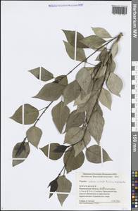 Populus tremuloides Michx., Eastern Europe, Central forest-and-steppe region (E6) (Russia)