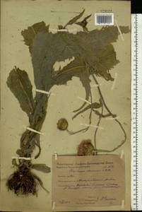 Cirsium canum (L.) All., Eastern Europe, Eastern region (E10) (Russia)