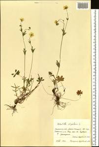 Potentilla stipularis L., Siberia, Western Siberia (S1) (Russia)