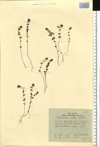 Euphrasia mollis (Ledeb.) Wettst., Siberia, Russian Far East (S6) (Russia)