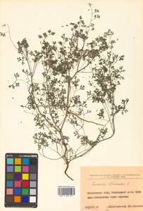 Fumaria officinalis L., Siberia, Russian Far East (S6) (Russia)