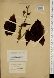 Crepis sibirica L., Caucasus (no precise locality) (K0)