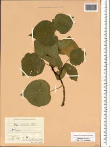 Tilia cordata Mill., Caucasus, Armenia (K5) (Armenia)