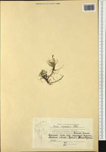 Carex rupestris All., Western Europe (EUR) (Svalbard and Jan Mayen)