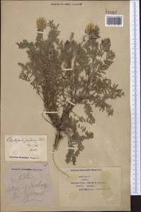 Oxytropis pilosa (L.)DC., Middle Asia, Syr-Darian deserts & Kyzylkum (M7) (Kazakhstan)