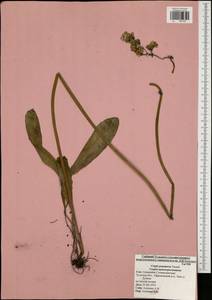 Crepis praemorsa (L.) Tausch, Eastern Europe, Central region (E4) (Russia)