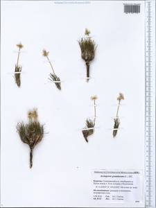 Arctogeron gramineum (L.) DC., Siberia, Baikal & Transbaikal region (S4) (Russia)