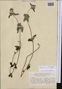 Clinopodium vulgare subsp. orientale Bothmer, Western Europe (EUR) (Romania)