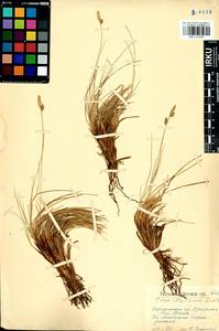 Carex meyeriana Kunth, Siberia, Baikal & Transbaikal region (S4) (Russia)