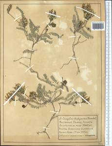 Astragalus chadjanensis Franch., Middle Asia, Pamir & Pamiro-Alai (M2) (Tajikistan)