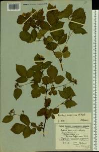 Rubus nessensis Hall, Eastern Europe, Moscow region (E4a) (Russia)