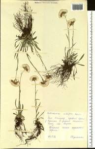 Antennaria lanata (Hook.) Greene, Siberia, Central Siberia (S3) (Russia)