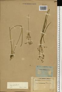Juncus articulatus L., Eastern Europe, Central forest-and-steppe region (E6) (Russia)