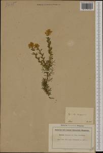 Genista hispanica L., Western Europe (EUR) (France)