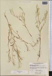 Cardamine parviflora L., America (AMER) (Canada)