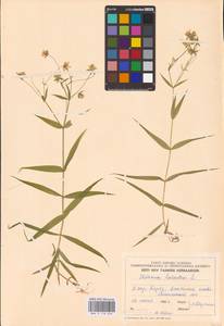 Rabelera holostea (L.) M. T. Sharples & E. A. Tripp, Eastern Europe, Estonia (E2c) (Estonia)