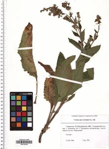 Verbascum orientale (L.) All., Eastern Europe, Middle Volga region (E8) (Russia)