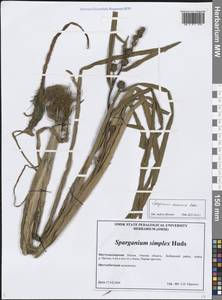 Sparganium emersum Rehmann, Siberia, Western Siberia (S1) (Russia)