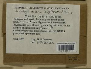 Brachythecium erythrorrhizon Schimp., Bryophytes, Bryophytes - Russian Far East (excl. Chukotka & Kamchatka) (B20) (Russia)