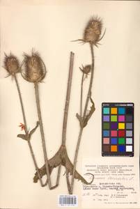 Dipsacus laciniatus L., Eastern Europe, West Ukrainian region (E13) (Ukraine)