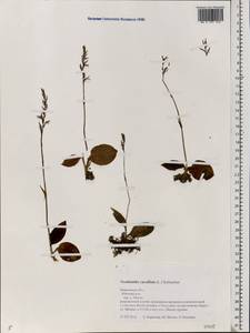Hemipilia cucullata (L.) Y.Tang, H.Peng & T.Yukawa, Eastern Europe, Central forest region (E5) (Russia)