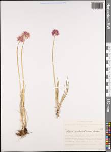 Allium austrosibiricum N.Friesen, Siberia, Altai & Sayany Mountains (S2) (Russia)