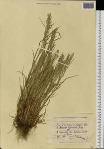 Poa trivialis L., Eastern Europe, North Ukrainian region (E11) (Ukraine)