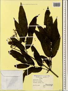 Sambucus ebulus L., Caucasus, Azerbaijan (K6) (Azerbaijan)