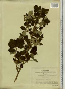 Rubus idaeus L., Siberia, Western Siberia (S1) (Russia)