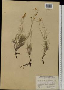 Eremogone saxatilis (L.) lkonn., Eastern Europe, Eastern region (E10) (Russia)