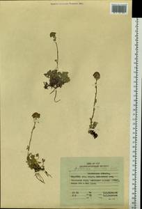 Artemisia glomerata Ledeb., Siberia, Chukotka & Kamchatka (S7) (Russia)