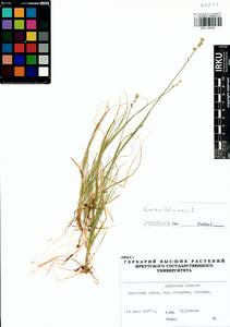Carex loliacea L., Siberia, Baikal & Transbaikal region (S4) (Russia)