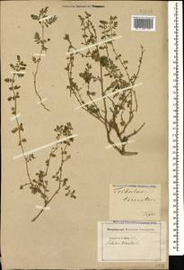 Tribulus terrestris L., Caucasus, Georgia (K4) (Georgia)