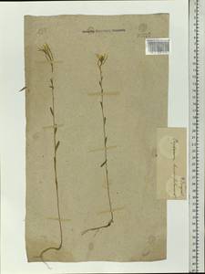 Erysimum hieraciifolium L., Eastern Europe, Northern region (E1) (Russia)