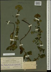 Origanum vulgare L., Caucasus, Azerbaijan (K6) (Azerbaijan)
