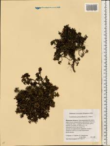 Kalmia procumbens (L.) Gift, Kron & P. F. Stevens, Eastern Europe, Eastern region (E10) (Russia)
