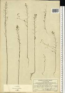 Camelina microcarpa Andrz. ex DC., Eastern Europe, Moscow region (E4a) (Russia)