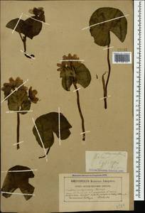 Caltha palustris var. polypetala (Hochst. ex Lorent) Huth, Caucasus, Georgia (K4) (Georgia)