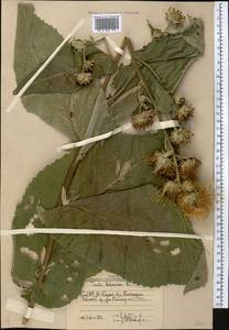 Inula helenium L., Middle Asia, Western Tian Shan & Karatau (M3) (Uzbekistan)