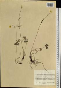 Ranunculus propinquus subsp. glabriusculus (Rupr.) Kuvaev, Siberia, Western Siberia (S1) (Russia)