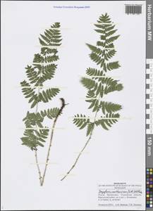 Dryopteris carthusiana (Vill.) H. P. Fuchs, Eastern Europe, Middle Volga region (E8) (Russia)