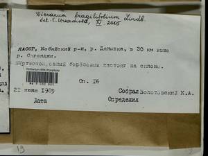 Dicranum fragilifolium Lindb., Bryophytes, Bryophytes - Yakutia (B19) (Russia)