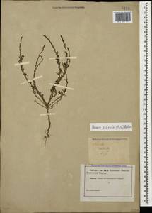 Sedobassia sedoides (Pall.) Freitag & G. Kadereit, Caucasus, Dagestan (K2) (Russia)