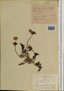 Anemonastrum narcissiflorum subsp. crinitum (Juz.) Raus, Siberia, Yakutia (S5) (Russia)