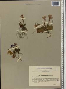 Primula vulgaris subsp. rubra (Sm.) Arcang., Caucasus, Abkhazia (K4a) (Abkhazia)