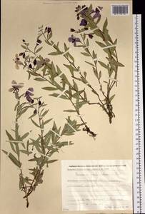 Chamaenerion latifolium (L.) Sweet, Siberia, Chukotka & Kamchatka (S7) (Russia)