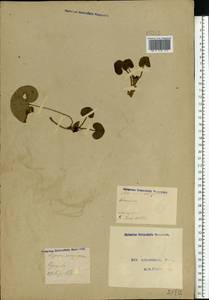 Asarum europaeum L., Eastern Europe, Moscow region (E4a) (Russia)