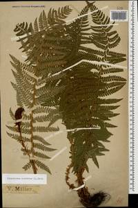 Polystichum aculeatum (L.) Roth, Caucasus, Black Sea Shore (from Novorossiysk to Adler) (K3) (Russia)